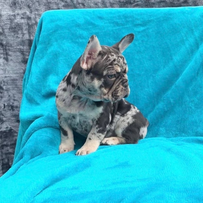 French Bulldog Puppies For Sale