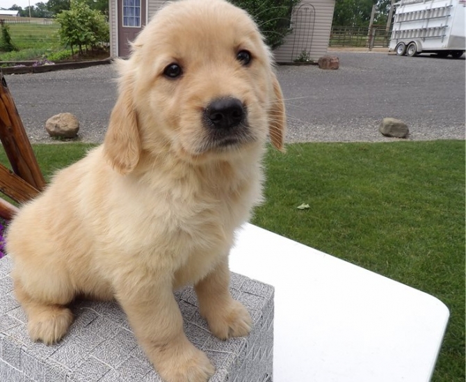 We have male and female Golden Retriever Puppies