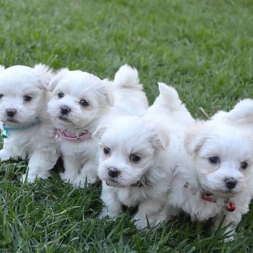 Male And Female Maltese puppies For Adoption  Cerrillos, Madrid  747 202 9216 New Mexico