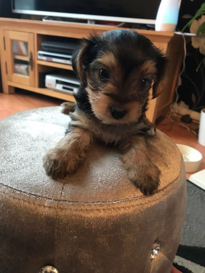 Adorable And Charming Mini Teacup Yorkie Puppies