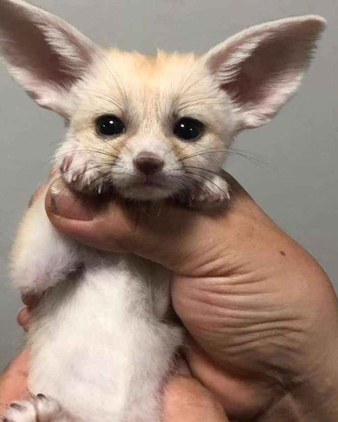 Cute Fox Ready For A New Home 
