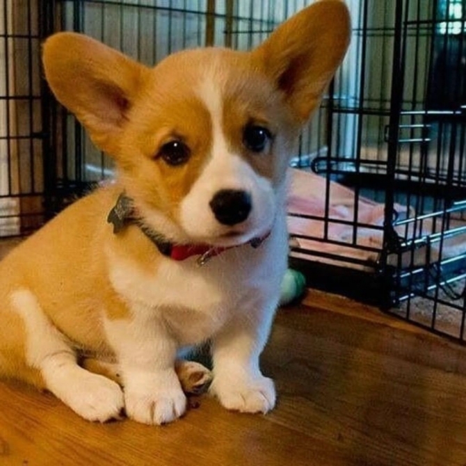 Adorable Pembroke Welsh Corgi Puppies Sms 4104297092