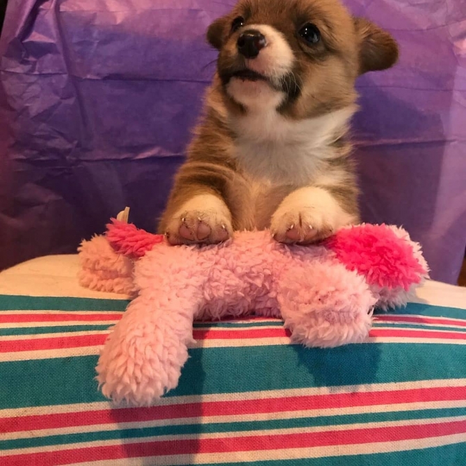 Adorable Pembroke Welsh Corgi Puppies Sms 4104297092