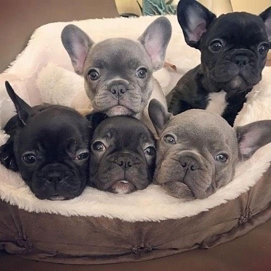  Super Adorable French Bulldog Puppies  Los Angeles, Westchester    1747_222-3936.