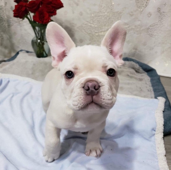  12 Weeks Old French Bulldog Puppies - 999.00 Us$ Florida   1747_222-3936. 