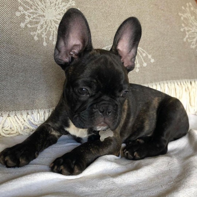   Well Trained Precious French Bulldog Puppies   1499.00 US$    Franklinton, Sheridan  text1747_222-3936.  