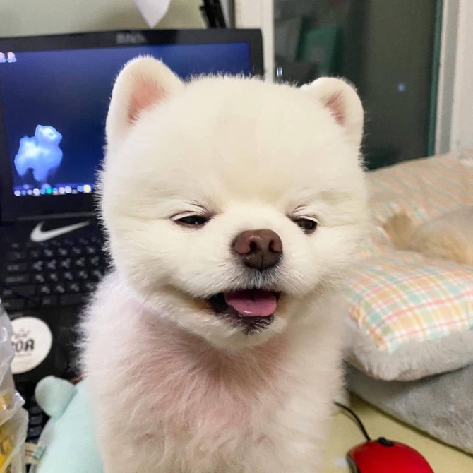 Well Trained Pomeranian Puppies