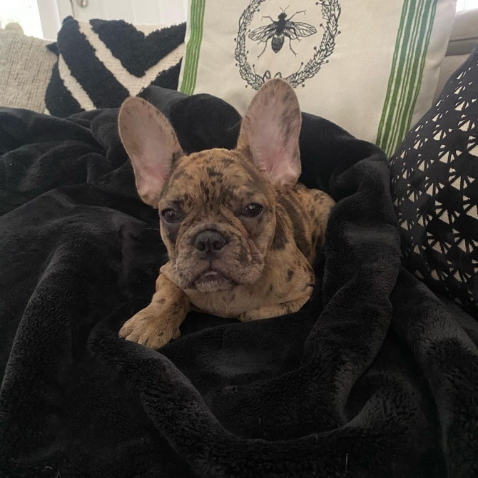   Ready To Go In 1wks French Bulldog  Text or Calls ...  1747_222-3936   Waterford, Wind Lake   Wisconsin