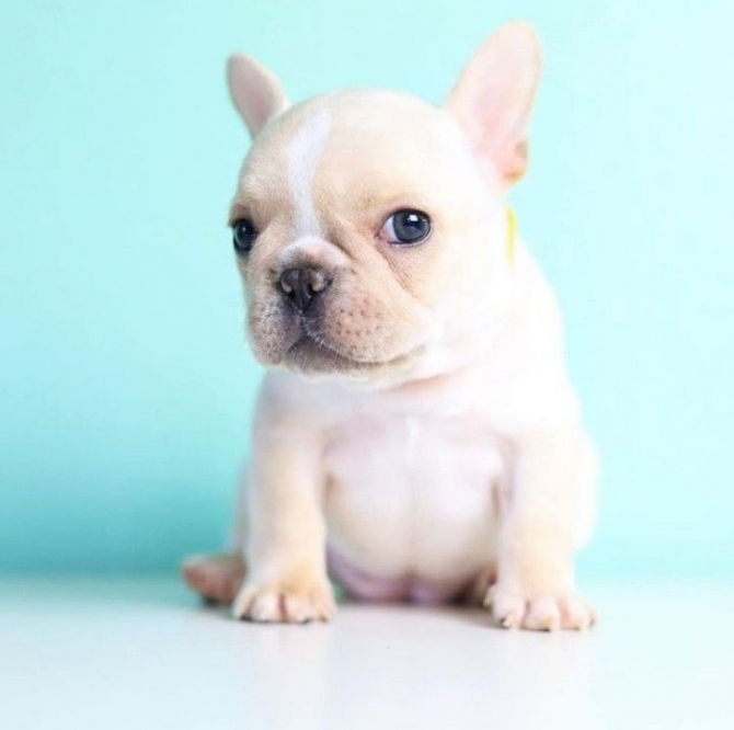 Tiny French Bulldog Brindle Female 551 272 6495   $1499 CA