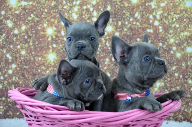 100% Pure Blue French Bulldog puppies Text 217471-7677