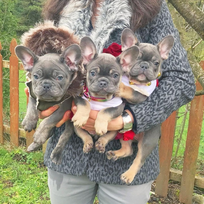  Litter of Black and white mixed Cream Male and female  French Bulldog -1000  Mission Hills, San Fernando California Text or Calls ...:   1747_222-3936. .