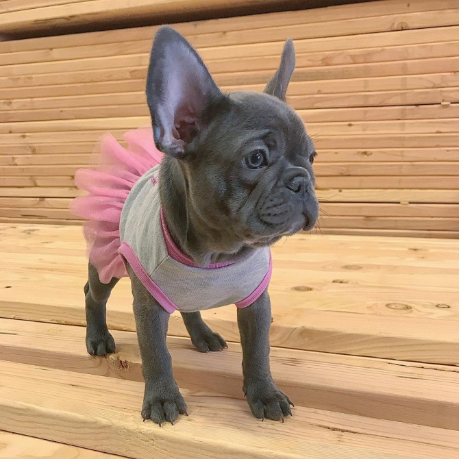 WE HAVE MALE AND FEMALE FRENCH BULLDOG, 10 WEEKS OLD PUPPIES FOR SALE