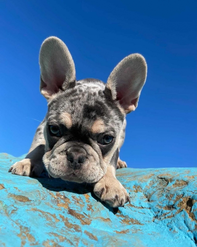  Well Trained Precious French Bulldog Puppies1499.00 US$ Rocky River, Cleveland     1747_222-3936.