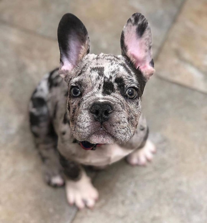  Gorgeous French Bulldog Puppies available 1500.00 US$  Gibson City Illinois    1747_222-3936. 