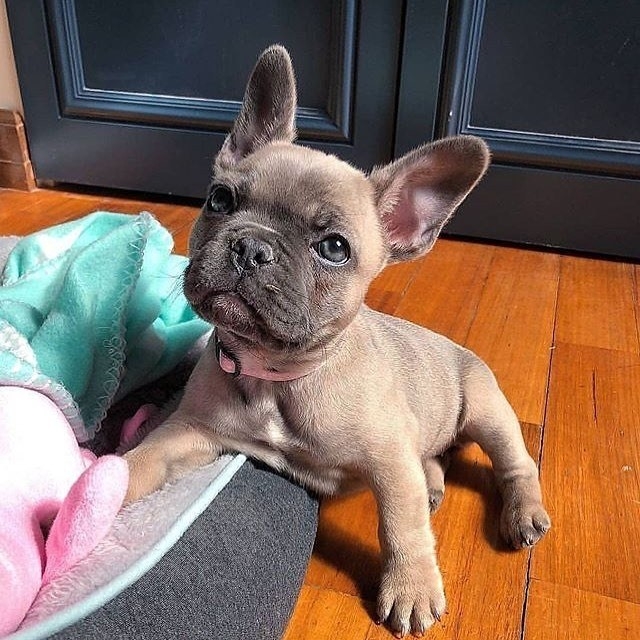  4 French Bulldog Puppies Available   Cary, Oakwood Hills, Trout Valley Illinois ...:     1747_222-3936. .