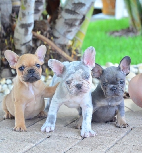  Healthy, Home Raised Frecnh Bulldog Puppies Available Text 551 272 6495 fl $1999