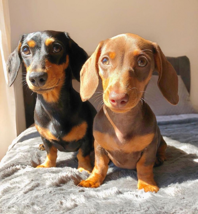 Dachshund puppies fro sale