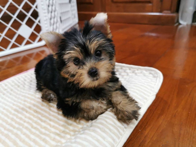 Cute litters of teacup Yorkie for sale