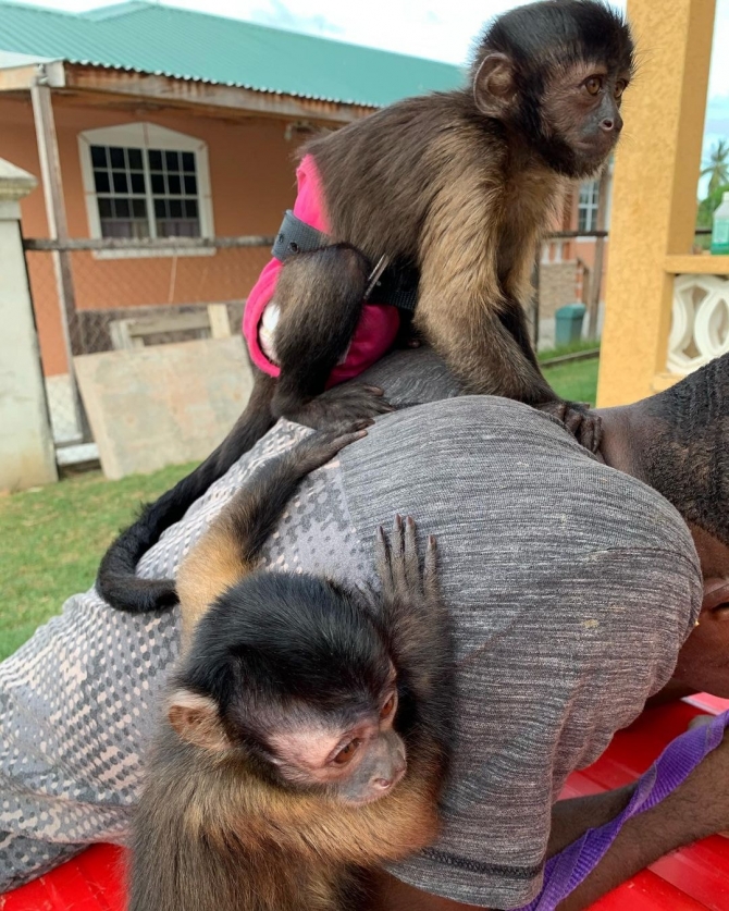  Well Trained babies Capuchin Monkey available.