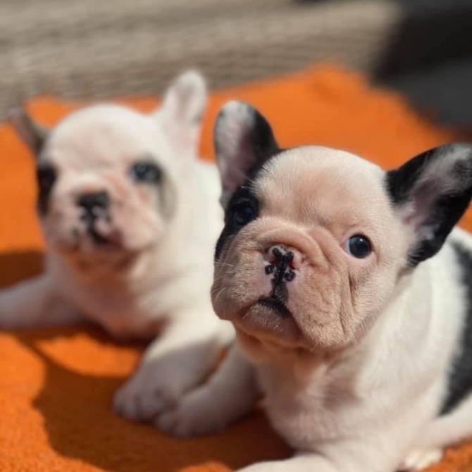 Well Trained Precious French Bulldog Puppies1499.00 US$ Centerville, Pleasantville      1747_222-3936