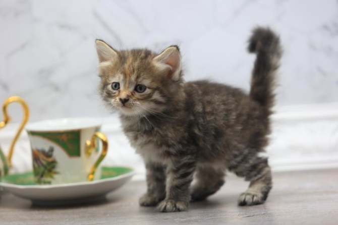 Siberian  Kittens For Sale