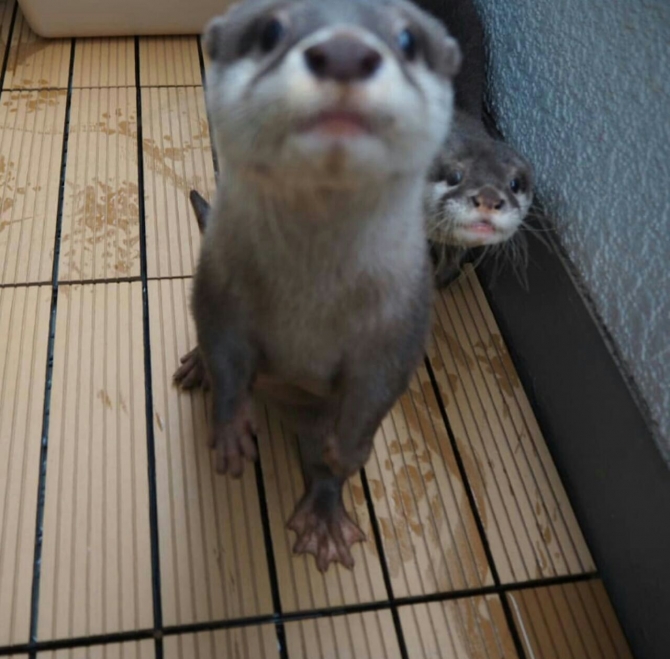 Adorable Male And Female Asian Small Clawed Otters For Sale .