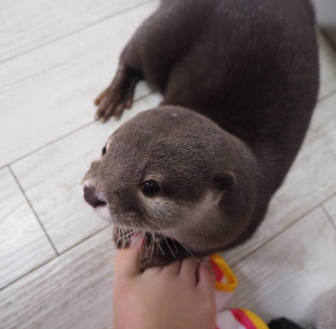 Adorable male and female Asian Small Clawed Otters for sale .
