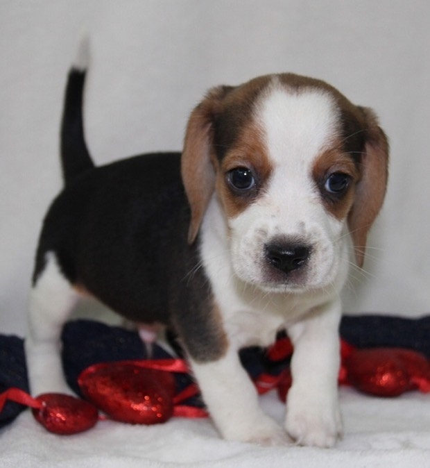 Amazing Beagle Puppies Available - $750 Us$ 402-265-4074