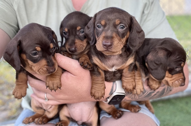 Black and Fawn mini Dachshund Puppies for adoption