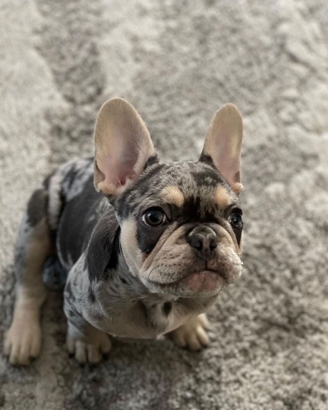  GORGEOUS FRENCH BULLDOG PUPPIES FOR SALE - 500.00 US$ Long Beach, Lakewood   1747_222-3936