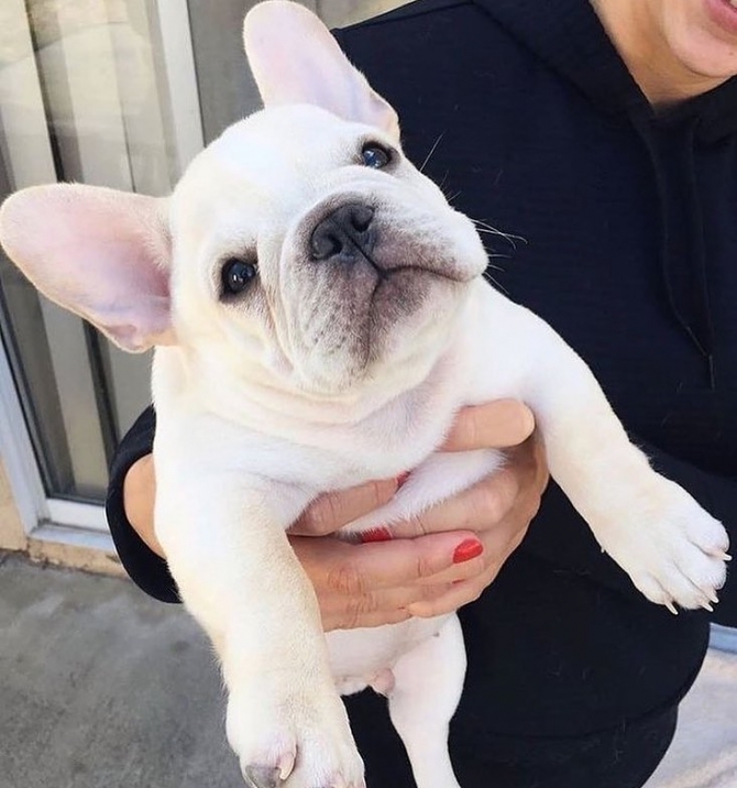  We are proud to announce our stunning chunky litter of French bulldogs, all self whelped. 4 girls 2 boys.:  1747_222-3936. . Elmore City, Pernell 