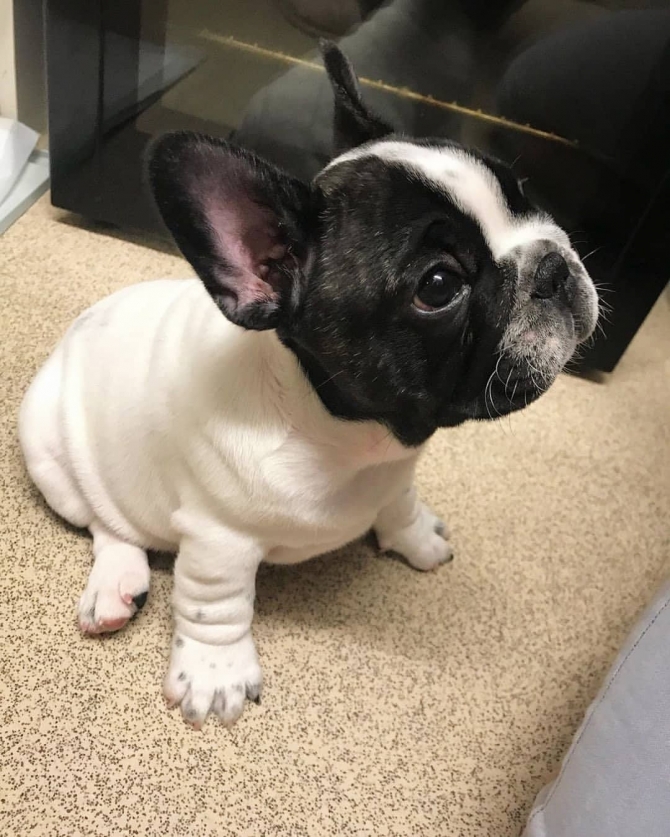 Top Class French Bulldog Puppies Available1499.00 US$ Wyoming, Richmond   1747_222-3936. 