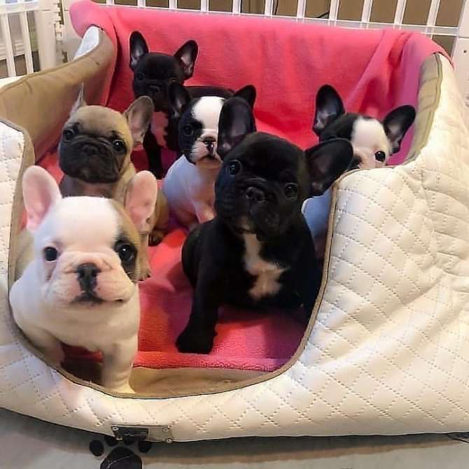   Top Quality Pups Available Now Olivebridge, Krumville New York: 1747_222-3936. 