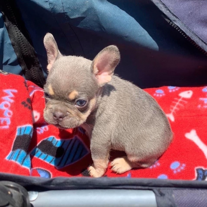 ADORABLE FRENCH BULLDOGS PUPPIES FORT WAYNE For sale Fort Wayne Pets Dogs