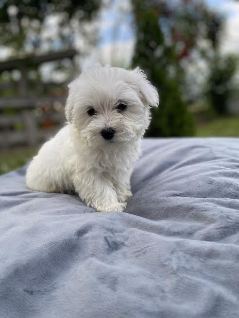 maltese puppies for sale in Near me