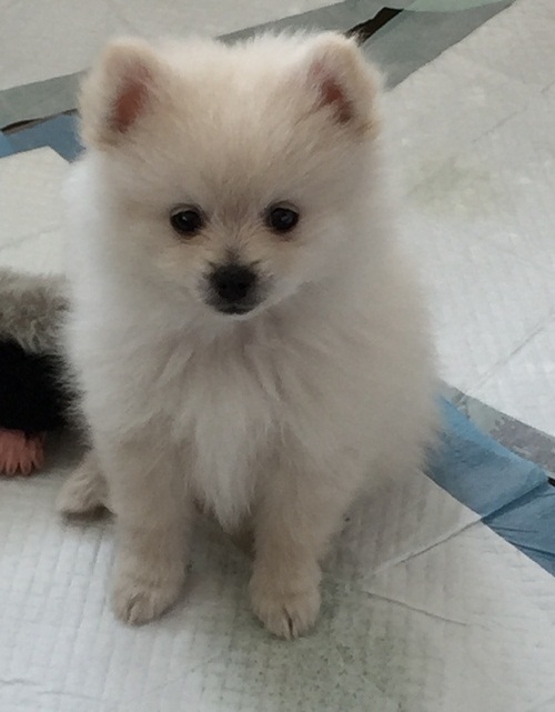 Healthy Home raised male and female Pomeranian puppies