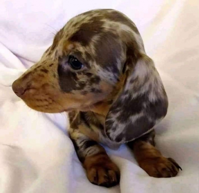 Cute and adorable dachshund puppies for sale 