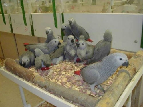 African Grey Congo Parrot And Macaws Available