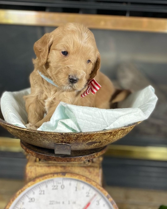 Male and Female Goldendoodle Puppies Available@@