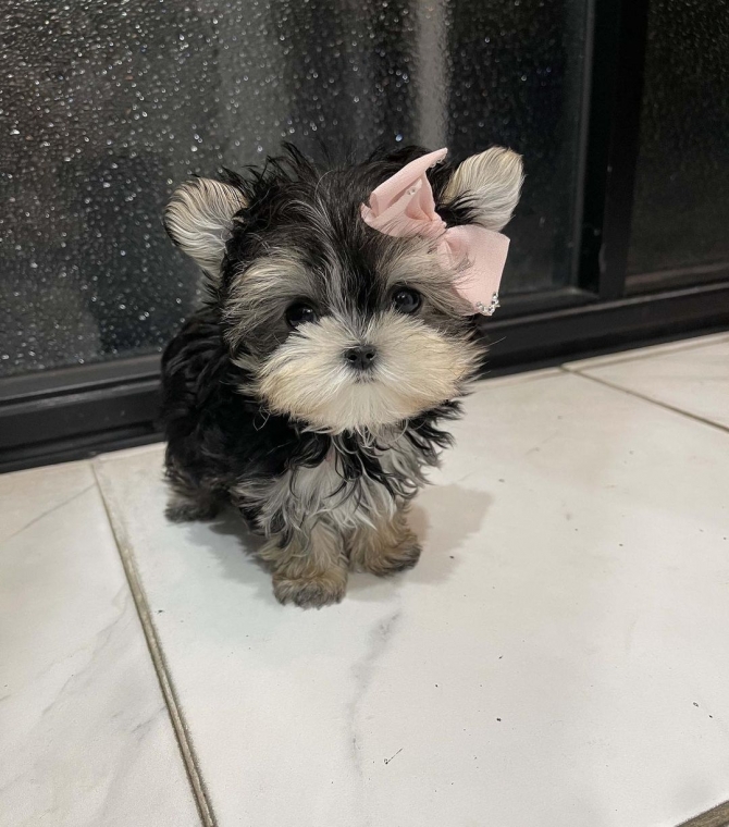 Mini Teacup Puppies For Sale