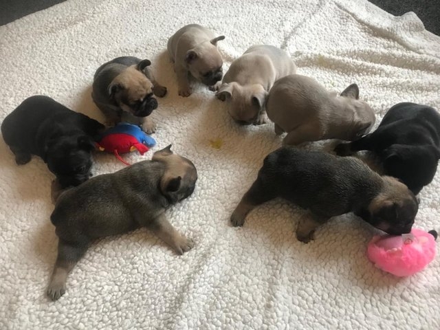 9 week old french bulldog puppies