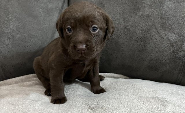 Chocolate Male and Female Labrador Puppies KC Reg