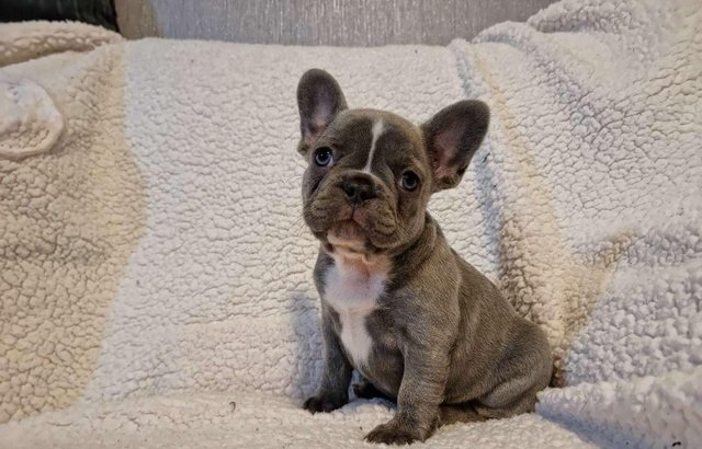 Two Blue Male and Female French Bulldog Puppies