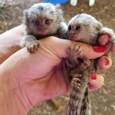 Marvelous cute baby marmosets for adoption 