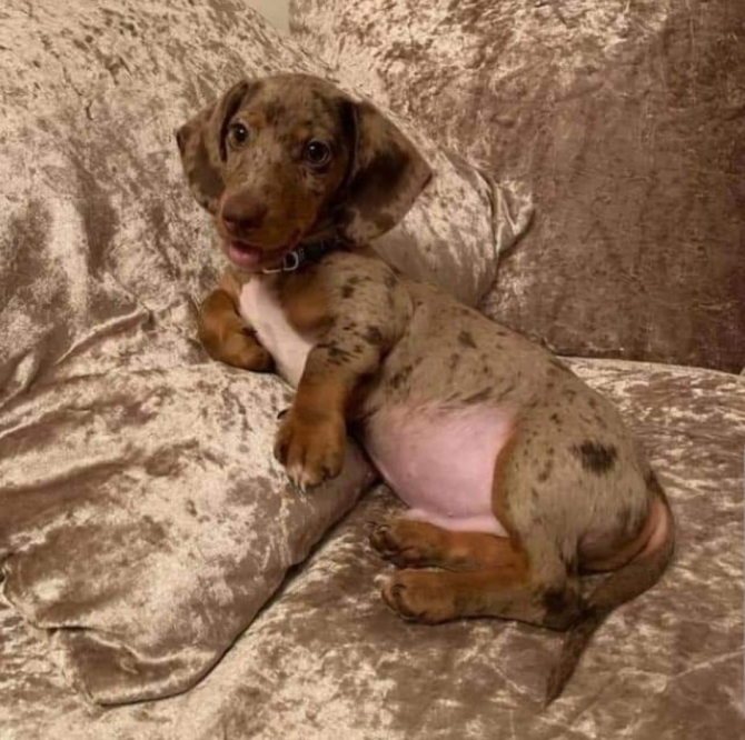 Cute and adorable dachshund puppies for sale 