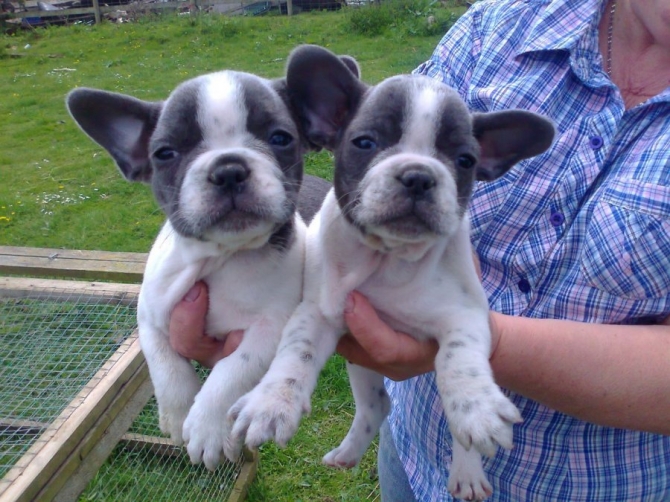 French Bulldog Litter of Puppies For Sale 551 272 6495 florida fl