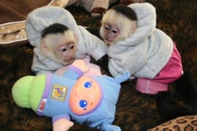 Well trained 13 weeks old baby capuchin monkeys