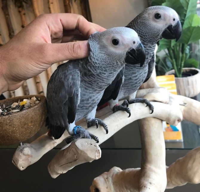 African Grey Congo Parrot And Macaws Available