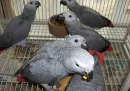 African grey congo parrot birds for sale 