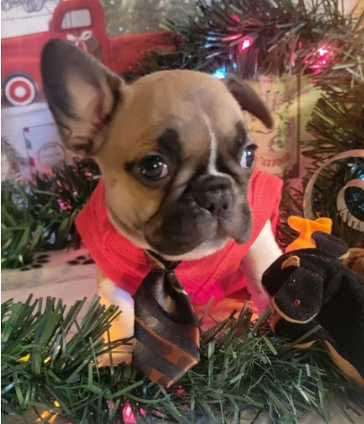 A french bulldog looking for a happy family